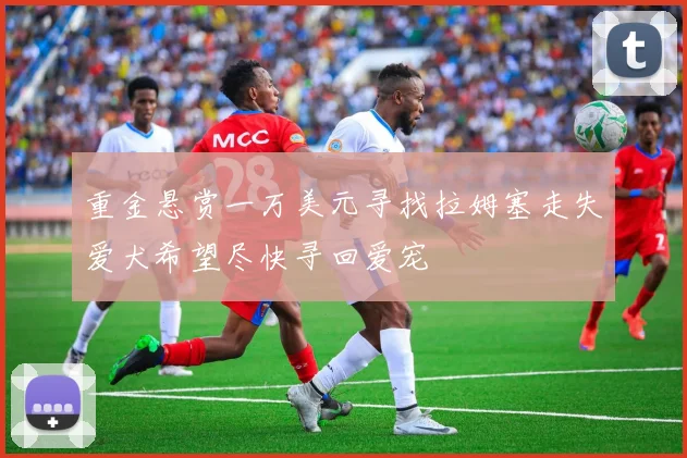 重金悬赏一万美元寻找拉姆塞走失爱犬希望尽快寻回爱宠
